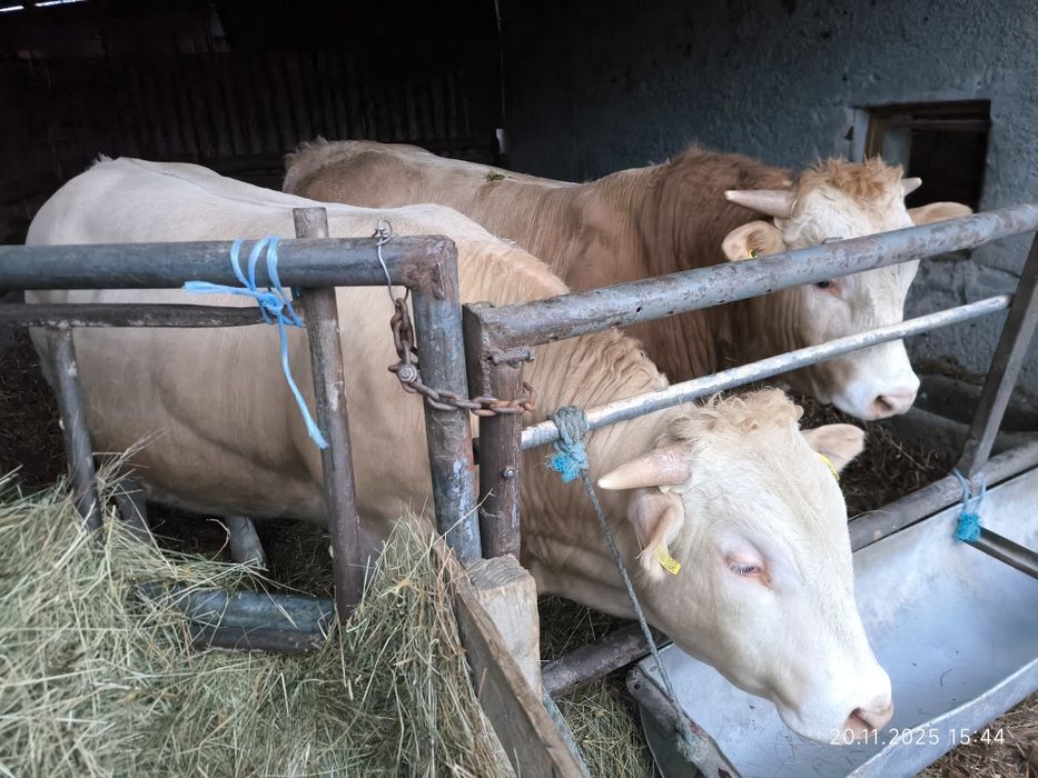 Byki rasy Blonde d'Aquitaine