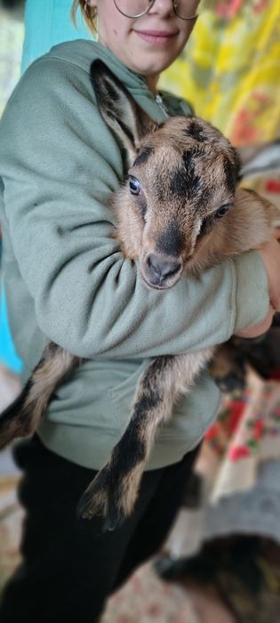Продається коза. Коростень(Чіловка)