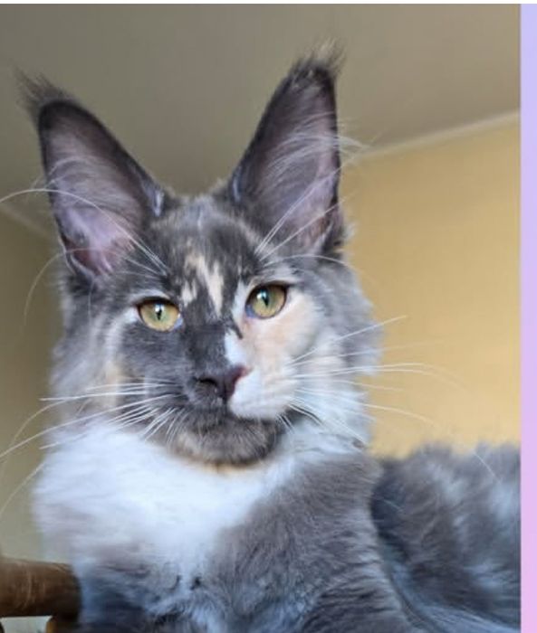 Кошенята мейн кунів