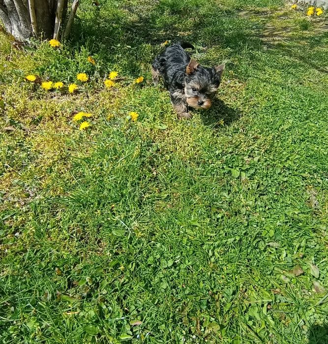 Yorkshire terrier suczka
