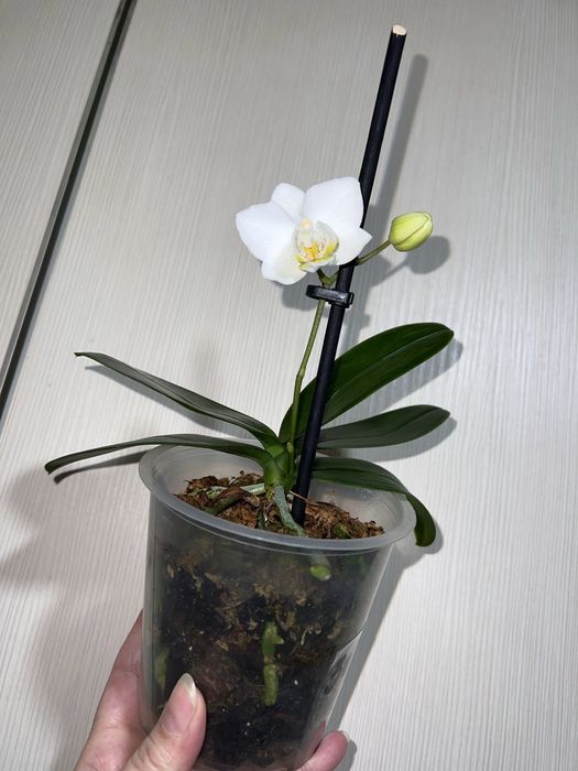 Орхидея. Фаленопсис. Попкорн.