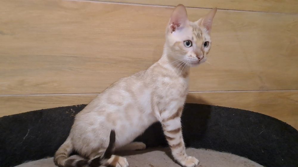 Бенгальский кот снежный