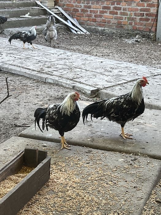 Петухи леггорна.