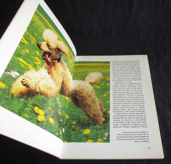 Livro O Caniche Katrin Behrend Colecção Habitat