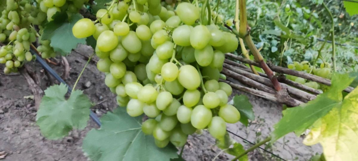 Черенки винограда: 15 грн. - Сад / город Покотилівка на Olx