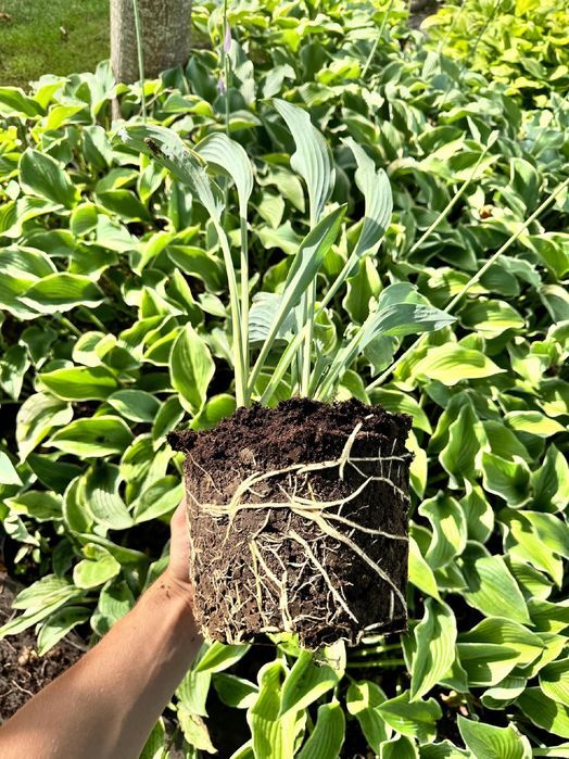 Funkia Hosta 'Regal Splendor' W DONICZCE 5.0L, OGROMNE LIŚCIE