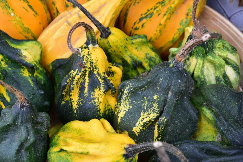 Abóboras Ornamentais Diversas