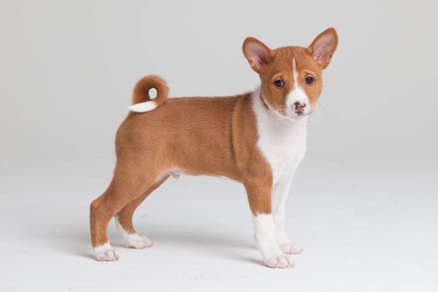 Щенки басенджи. Питомник DREAM OF CONGO (FCI-UKU)