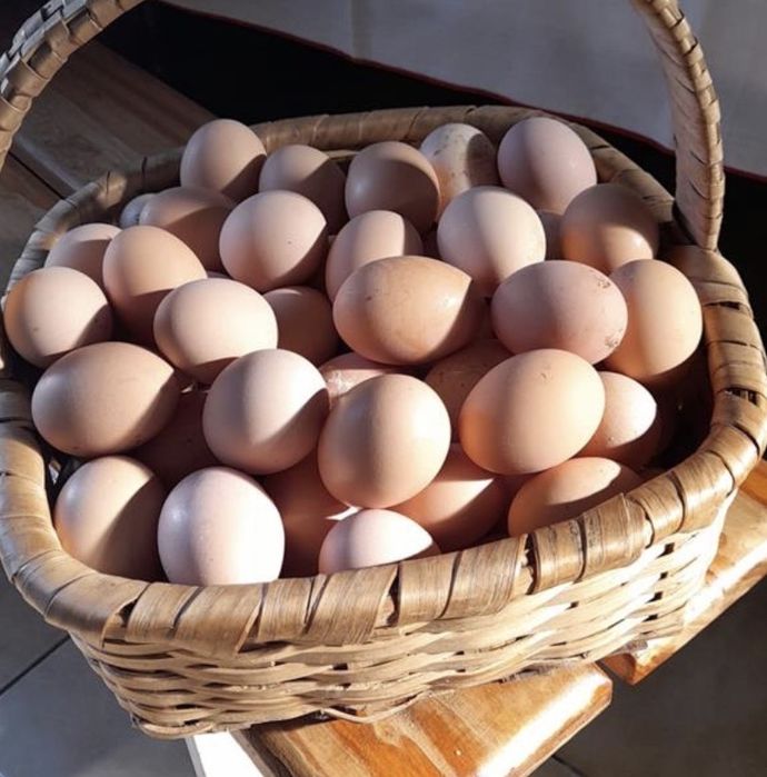 Ovos cazeiros  galinhar ar livre.