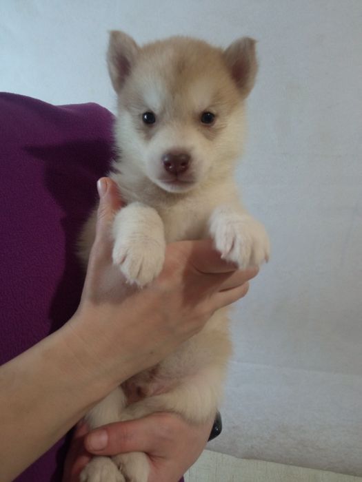 Щенки Сибирский Хаски