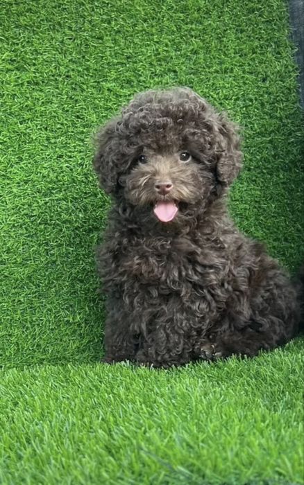 Той пудель девочка