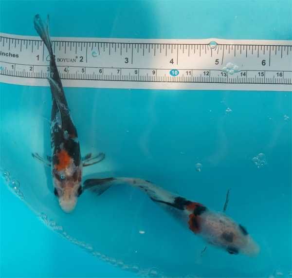 Carpas koi handpick