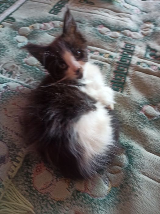 Ми із розплідника.Нам три міс.