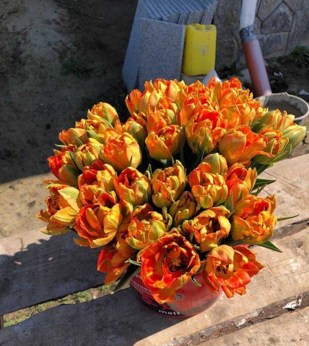 Цибулини тюльпанів на кг