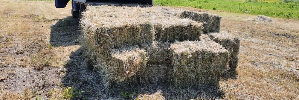 Продам лугове сіно