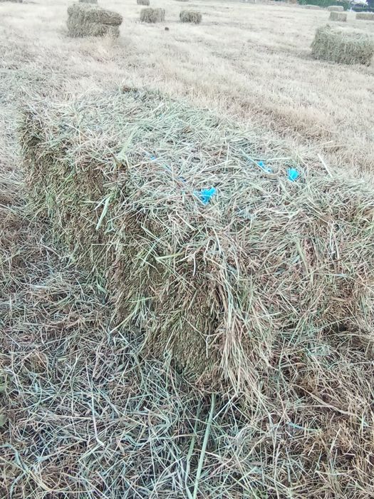 Feno muito bom. ótimo preço.