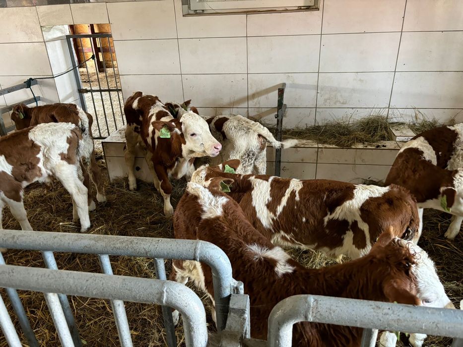 Cielaki mięsne na mleko oraz samodzielne