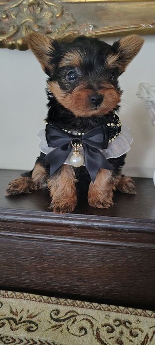 York mini piesek gotowy do odbioru Aktualne