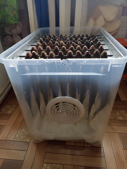 Продам сушилка риби.