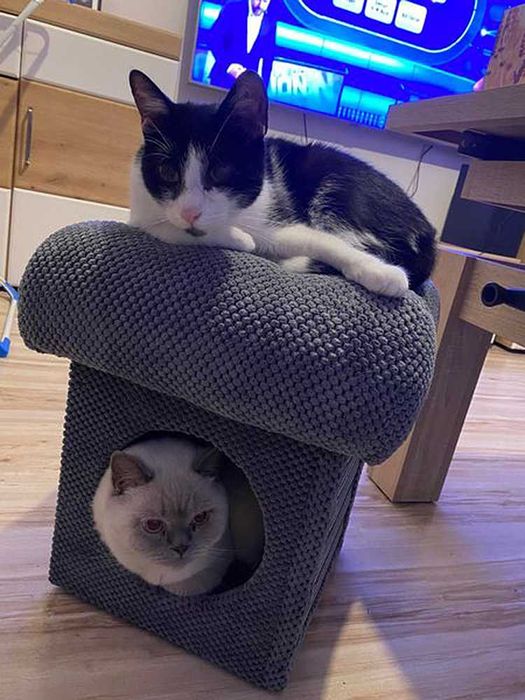 Nowoczesny Drapak dla Kota różne modele wiele kolorów polski producent