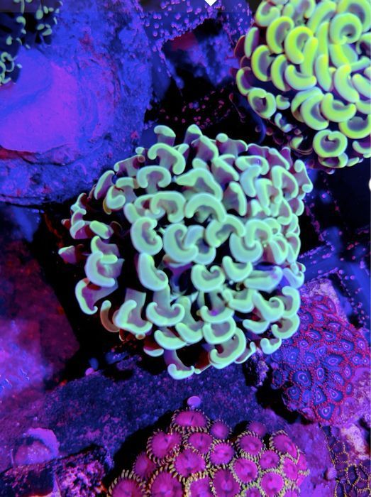 Euphyllia Ancora  Zielona Fluo BIG HEAD - Duzy Okaz