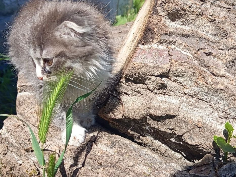 Віддам котиків в хороші руки