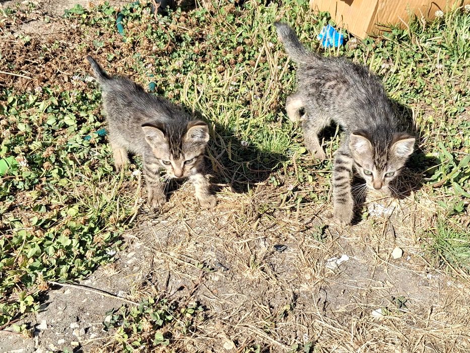2 gatinhas para dar