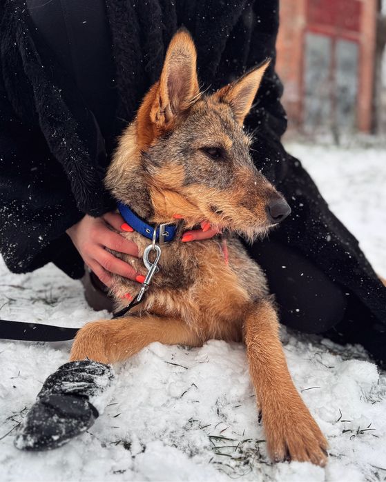 Собака в пошуку сімʼї