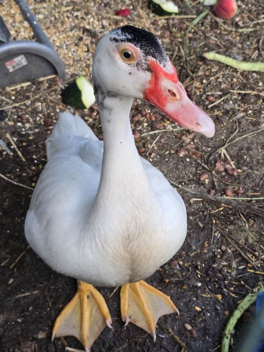 Patos mudos de 2026