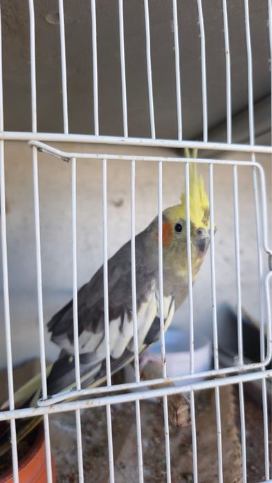 Caturra jovem / não é criada a mão!