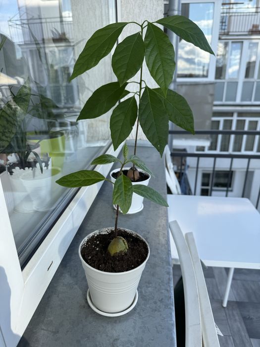 Вазонок. Дерево авокадо