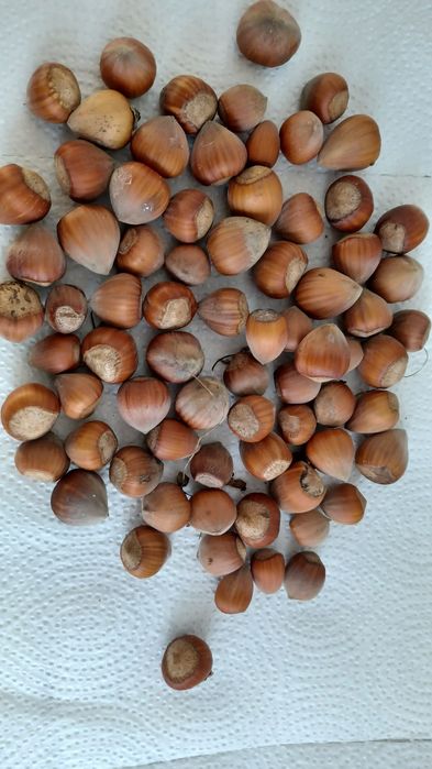 Orzech laskowy ekologiczny