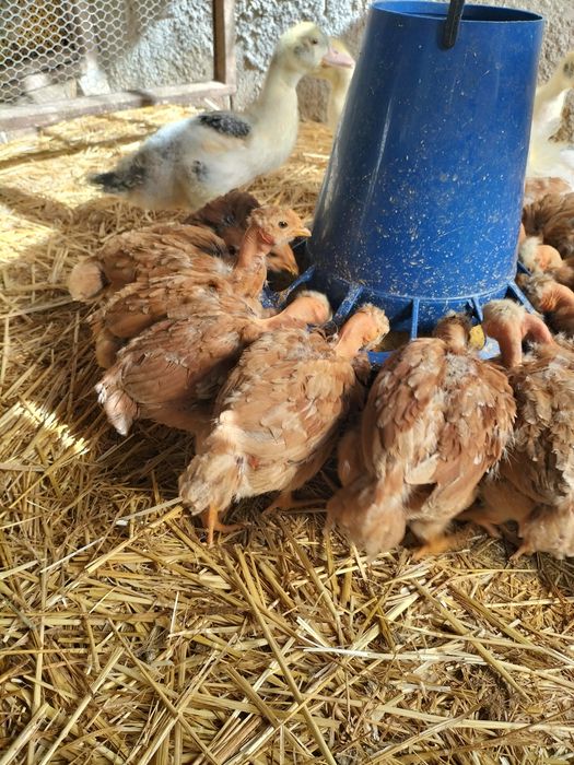 Large Rooster