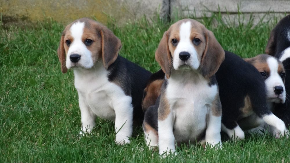 Beagle piesek Tricolor