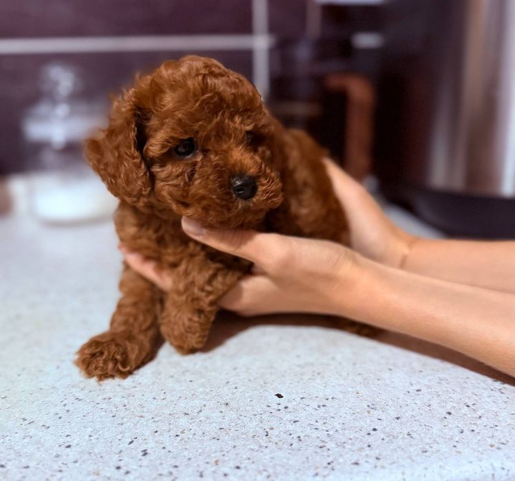 Щенки той пуделя