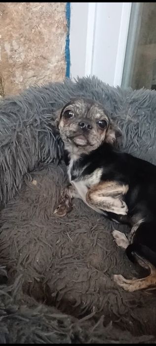 chihuahua macho | lop | microchip | vacinas em dia
