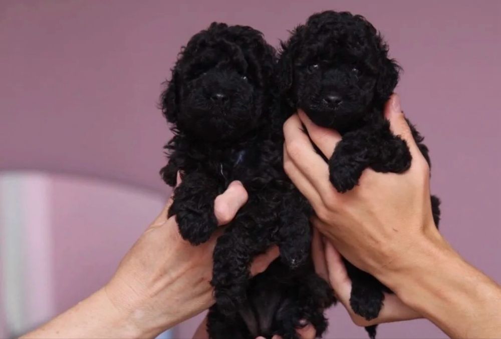Той пудель черного окраса