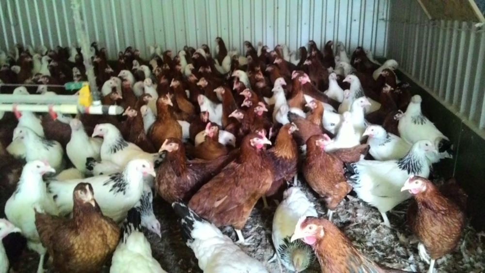 Kury.  kurki, młode nioski