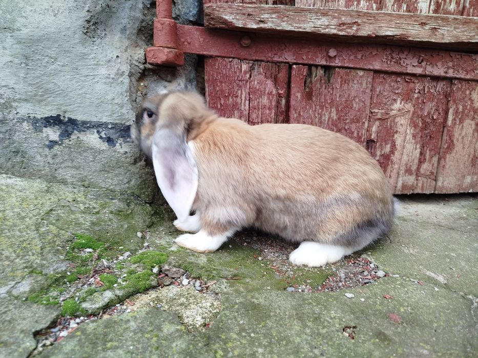 Кролики Французький баран