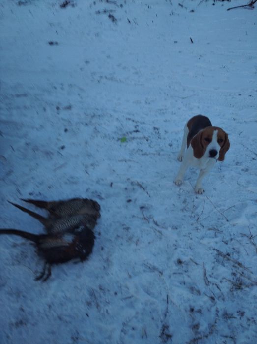 Бигль ищет жениха