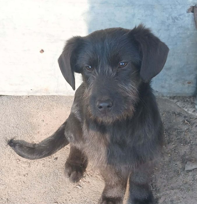 Oddam piesk w dobre ręce