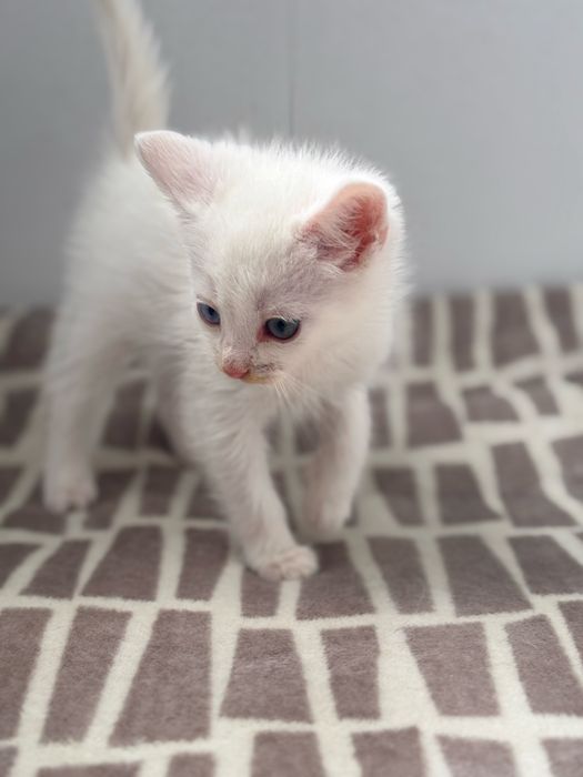 Кошеня хлопчик білий