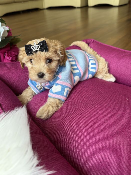 Найкрасивіші малюки мальтипу