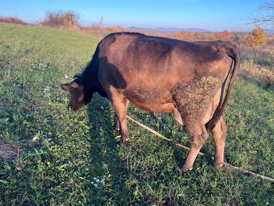 Продам корову 5 років