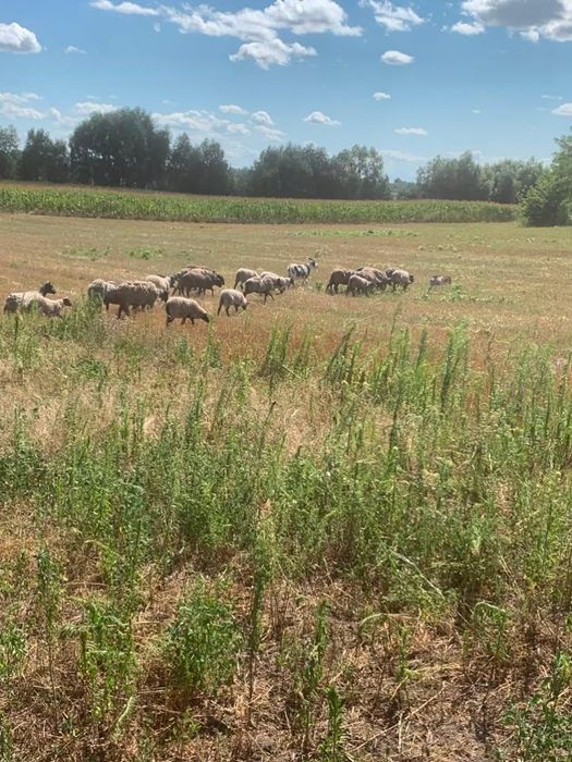 Продам Романівські вівці