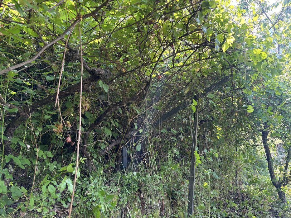 Limpeza de terrenos/jardins