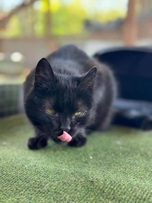 Schroniskowa weteranka Izolda czeka na dom