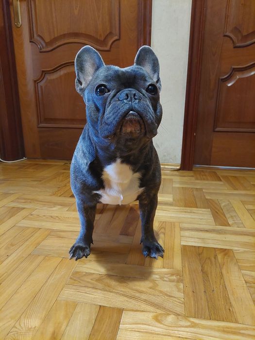 Вязка французького бульдога