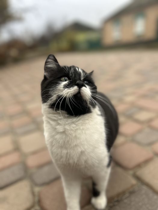 Кошенятко шукає родину