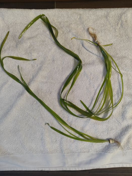 Rośliny akwariowe nadwyżka